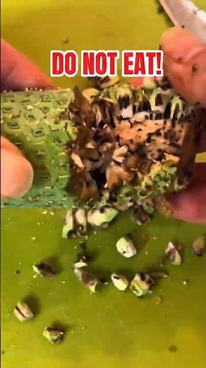 Beyond the Plant: Discovering the Monstera Deliciosa Fruit!