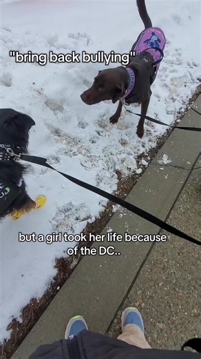 #sdit #australianshepherd #lab | australian shepherd
