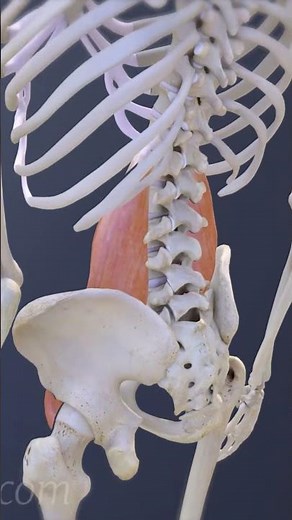 The 3 Muscle Groups in the Lower Back