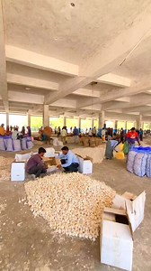 60K views · 2K reactions | मंदसौर मंडी भाव六‍ . . . #Mandsaur #Reels #agriculture #ujjain #indore #mandi #mp #wheat #soya #garlic @princeagro.in #mumbai #tractor #india | Mandsaur Mandi Bhav | Facebook