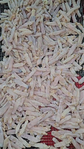 Cách làm sá sùng khô#mengoc #haisan #dobien #sasung