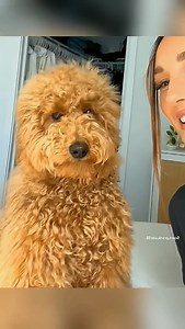 9.3K views · 261 reactions | Living with a dog and a cat is never boring! 藍 (40)  #FurryDreamsTogether #DailyAnimalCuddles #PawsAndWhiskersLove #AnimalHeartbeatsForever #FurryJoyMoments | FUNNY PRANK | Facebook