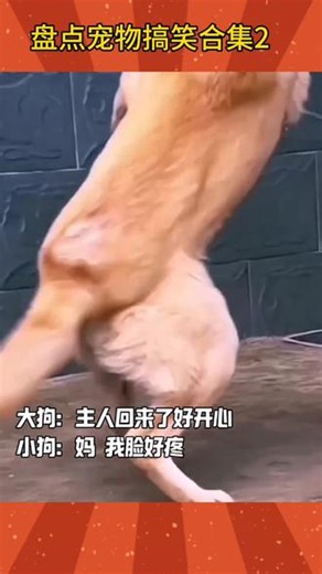 宠物的搞笑日常视频合集 #宠物狗 #搞笑视频 #搞笑宠物 #搞笑宠物的搞笑日常