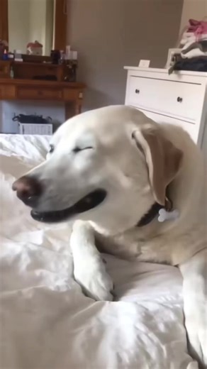 Hilarious Dogs Sneezing Compilation