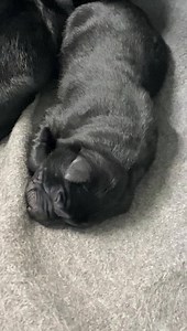 2K views · 195 reactions | ONE day old German Shepherd Babies...enjoy. | German Shepherd Man | Facebook