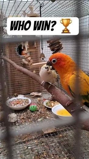 Sun Conure Vs Lovebird #birds #sunconure #lovebirds #breeding #parrot