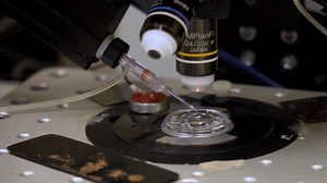 Activity of Posterior Lateral Line Afferent Neurons during Swimming in Zebrafish