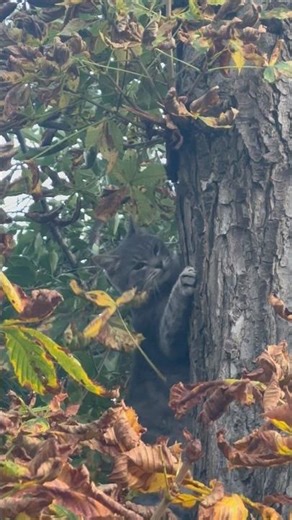 Frumos coboară pisica din copac 🐈 #nature #cat #2025 #wildlife #squirrel #amazing #animals