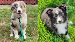 Miniature American Shepherd Dog Colors: A Complete List of Coat Colors | Puppies Club