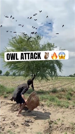 Amazing Owl Attack 🦉🔥 | Shocking Wildlife Moment 😱#OwlAttack#WildlifeUK#ShockingMoment