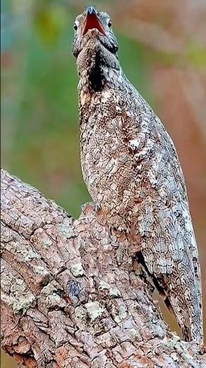 Tawny frogmouth | The master of camouflage