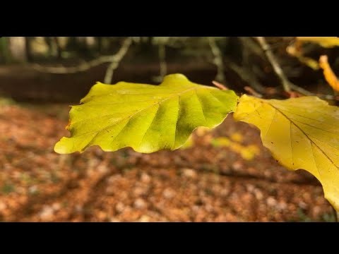 The ￼Incredible Life Cycle of a Leaf￼🍃