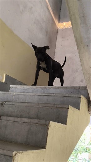 only one command 😯 #shortsviral #trendingshorts #command #viralshort