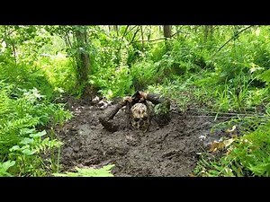 Bog snorkelling attempt - Masurian Forest Bog 2024 | Day 1 | Take 3