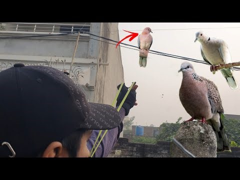 Primitive Way To Shoot Birds For Fresh Food | Birds Hunting With Slingshot