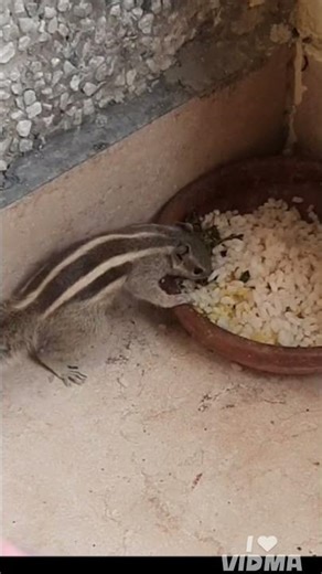 Baby squirrel feeding videos #squrrel #shorts #animals