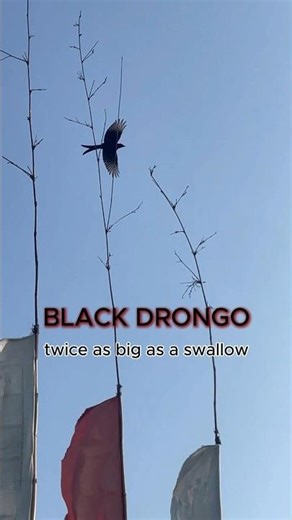 This Bird Has a FORKED Tail 🦅😍