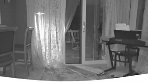 Oh my there's a wolf in the house! #wolf #wolfdog #wolves #petsforlife #animals #exocticanimal #fypシ #kindnessmatters #wolfinthehouse #spirit #love