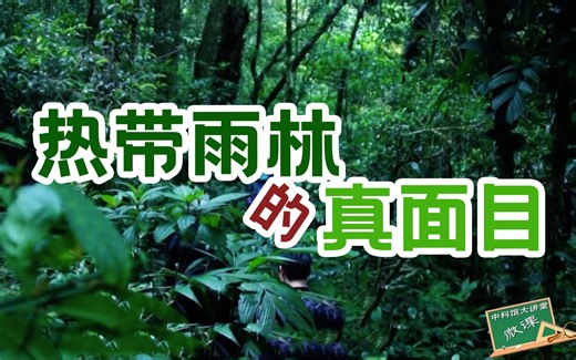 热带雨林的真面目