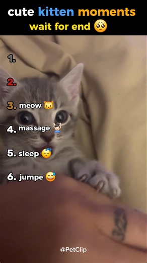 cute kitten moments #ranking #cute #cuteanimals #cutecats #catlovers