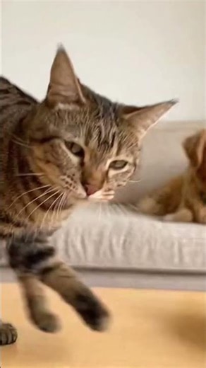 Criminal Cat of the Day: Framed Dog Nearly Escapes?!