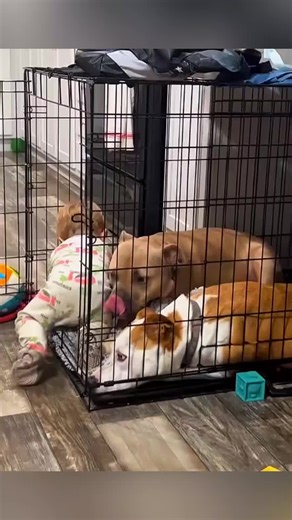 Funny stories about children and dog ❤🥰 #pet #cat #dog #cute #animals #foryou #typ