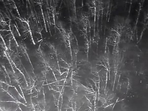 Delta’s drone research is revealing potential breakthrough methods for surveying waterfowl. Check out this great thermal-image footage of mallards beneath the flooded timber of Arkansas. | Delta Waterfowl Foundation