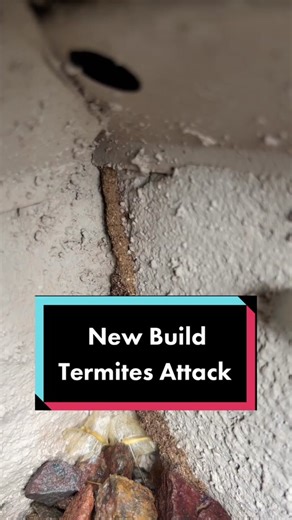 Dealing with Termites in New Build Homes