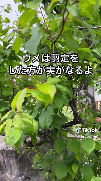 ウメは日当たりが大切！#果樹栽培 #ガーデニング #tiktok教室ᅠᅠᅠᅠᅠ #梅の木
