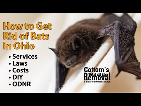 How & When CWR Removes Bats From Attics In Ohio, Costs, DIY, ODNR Laws, Exclusion, Bat Guano Cleanup