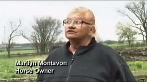 Sneaky stallion impregnates woman's horses