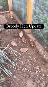Second broody hen? #quail #coturnixquail #coturnixcoturnix #coturnixjaponica #birdlover #birdfreaks #adorableanimals #coturnixquailofinstagram #quailofinstagram #quailsofinstagram #quailtok #thequailybunch #homeschool #homestead #homesteading #homesteadlife #cuteanimals #kwekkwek #farmersmarket #babyanimals #cuteanimals #broody #broodyhen | The Quaily Bunch