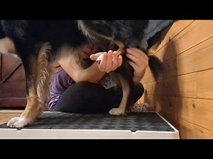 Girl Ready dog to matting 🍆🍆🍆