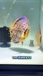 True devotion under water 💧🐟 Discus parents raise their fry like no other fish in the world. #FishFacts #Fyp #FishTrivia #DiscusFish #Discus | GuppyKoi