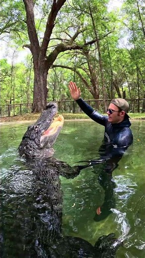 He’s a good boy #gator #reptiles