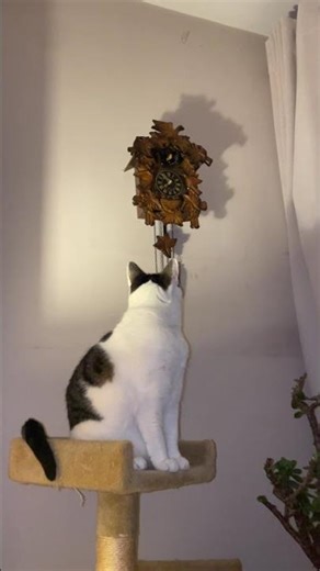 Cats and Cuckoo Clocks! #cats