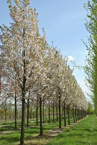 Prunus serrulata 'Sunset Boulevard'