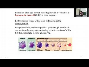 Blood Components and Functions: A Simplified Visual Guide