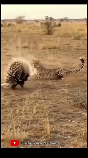 Cheetah vs Porcupine 😱🦔 Speed Meets Spikes in the Wild! | #cheetah #porcupine #wildlife