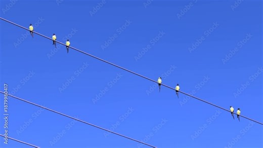 even nanday parakeets (binomial name: Aratinga nenday), highly social parrots native to South America, perch on a power line in a nature preserve along the Great Florida Birding Trail in December