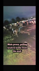 4.8K views · 49 reactions | Sofie, Jay, and Tyler trying to help pull a truck and trailer out of the mud after the rain at the Chuck Wagon Races in Clinton. They got the trailer to move some prior to this video. Jays pulling collar tug broke when Sofie lunged so we stopped. If we would have had another mule Sofies size we could have gotten him out. | Amber Ashburn | Facebook