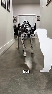 This girls put her dog intelligent to the test | Viral Vibe