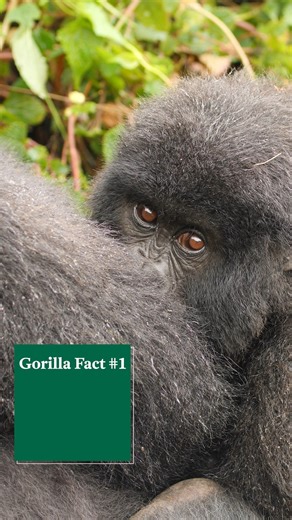 On this #WorldGorillaDay, we're excited to share the results of our Gorillas on the Line Campaign, which is a global conservation campaign that empowers communities to protect endangered gorillas, simply by recycling cell phones and small electronics. This year we collected 1,427 electronic devices, thanks to your support. By recycling cell phones, you can help animals like gorillas, by reducing the demand for new materials to be mined. Bring in your devices to be recycled during your next Zoo v
