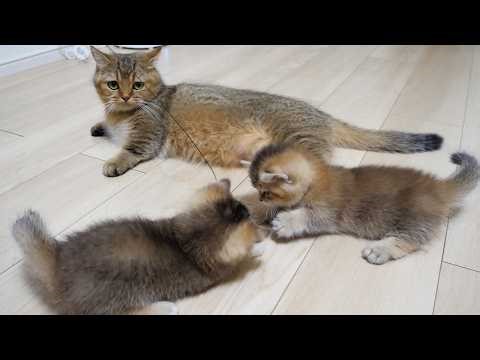 Cute kitten running around the room chasing a toy...