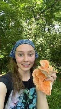 Summer mushroom season is here! Foraging chicken of the woods.
