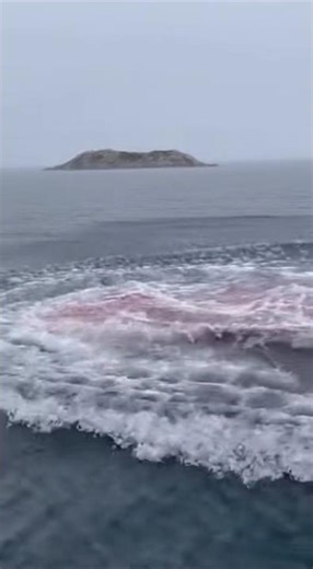 This Moose Had No Idea Orcas Hunt Like This 😨🐋