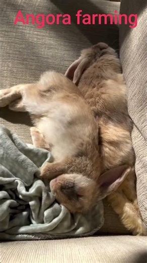 Angora farming punjab #angora #angorarabbit #cuteanimal #bunny