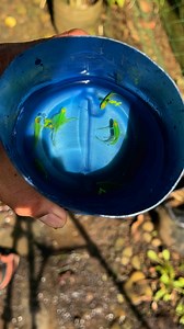 20K views · 457 reactions | Danio fish in planted black tub!  #aquarium #danio #aquaticplants | Deric Fernandez | Facebook