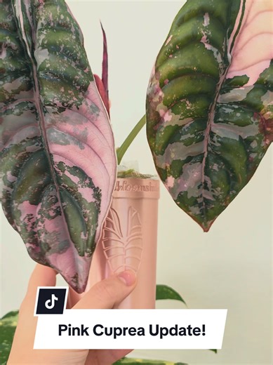 Pink Cuprea Leaf Update: Sneak Peek