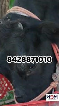 Best Master 30 Chaff Cutter – ദൃഢവും, ശക്തിയേറിയതും & എളുപ്പത്തോടെ പ്രവർത്തിപ്പിക്കാവുന്നതുമാണ്"